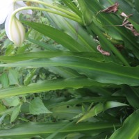 Crinum moorei Hook.f.